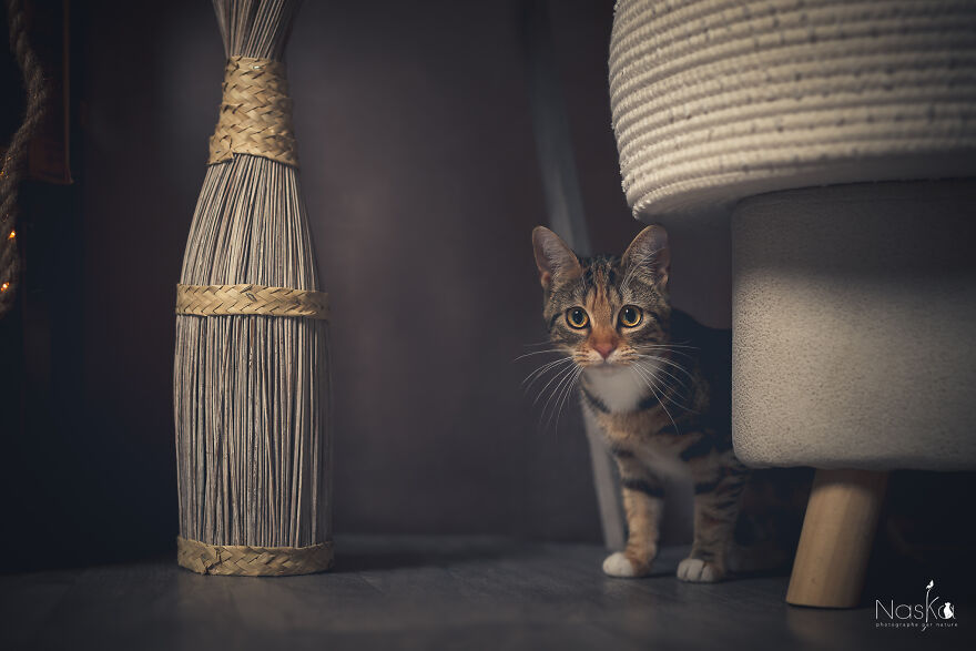 I Put Our Friends Cats In The Spotlight I Put Our Friends Cats In The Spotlight