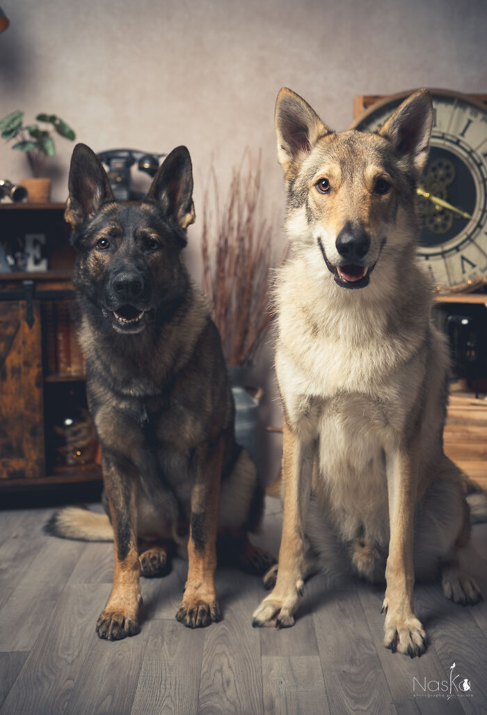 Star Dogs For A Day...