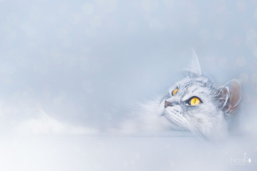 I Put Our Friends Cats In The Spotlight I Put Our Friends Cats In The Spotlight