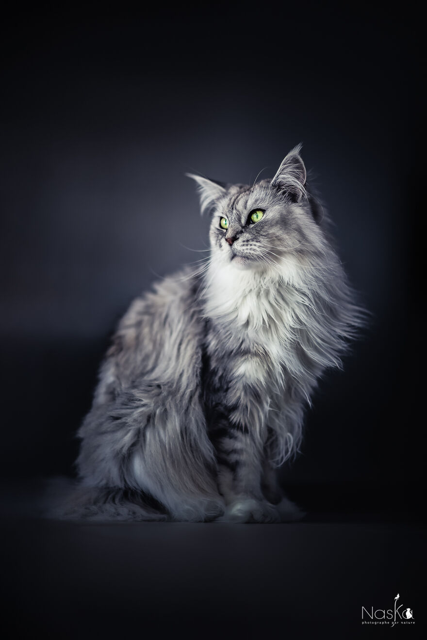 I Put Our Friends Cats In The Spotlight I Put Our Friends Cats In The Spotlight