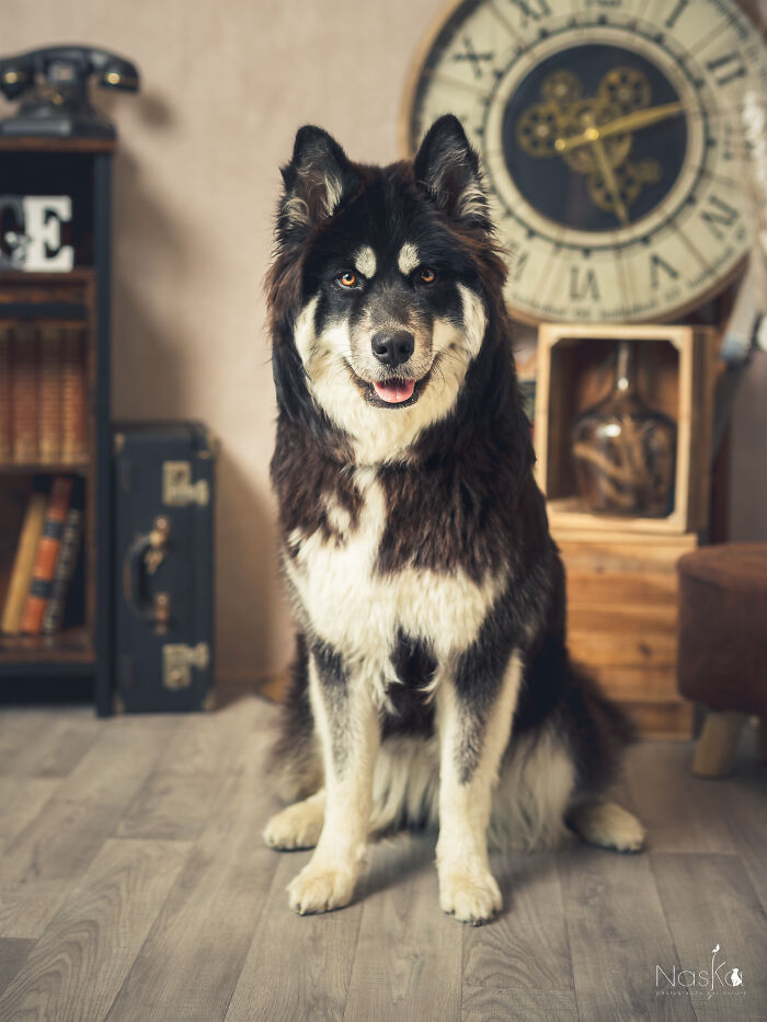 Star Dogs For A Day...