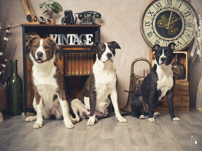 Star Dogs For A Day...