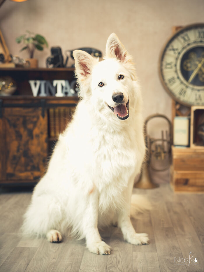 Star Dogs For A Day...