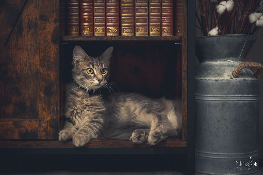 I Put Our Friends Cats In The Spotlight I Put Our Friends Cats In The Spotlight