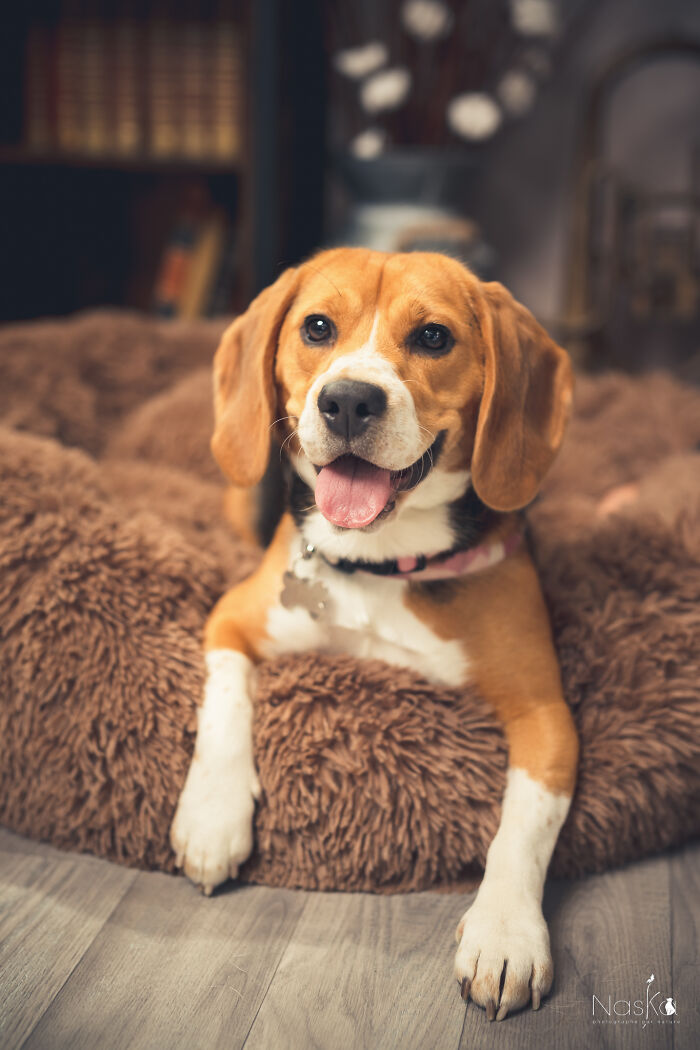 Star Dogs For A Day...