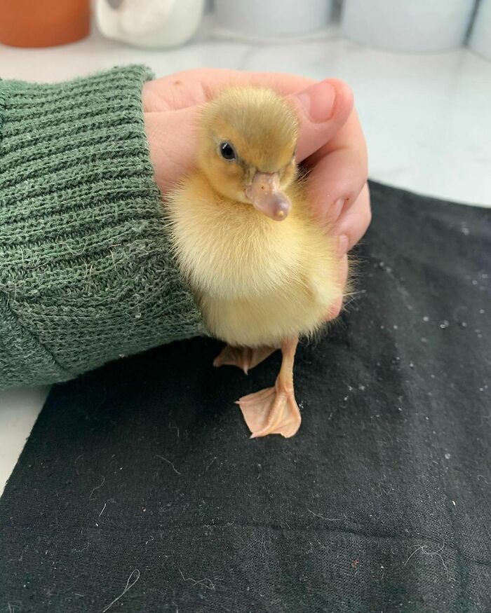 Say Hello To Piplup (Pip For Short), Our Sweet New One Day Old Little Call Duck