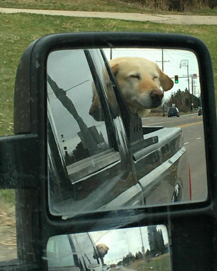 Doggo_taxi