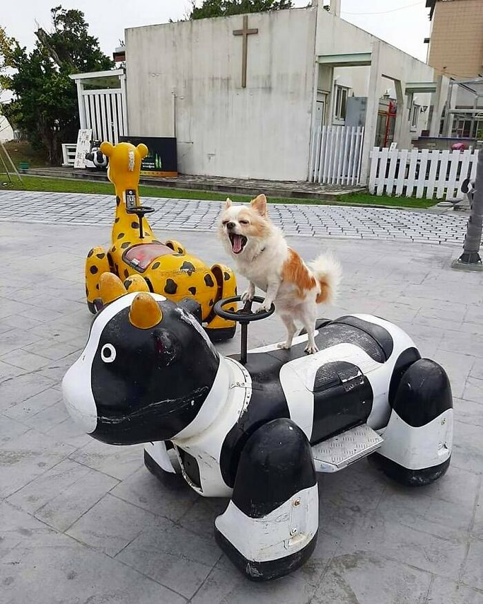 Doggo_taxi