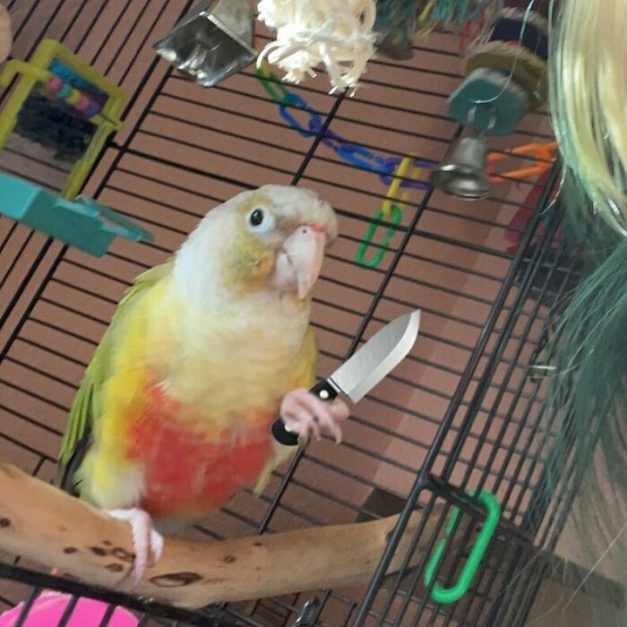 a parrot sitting in a cage and taking a drawn knife in his foot