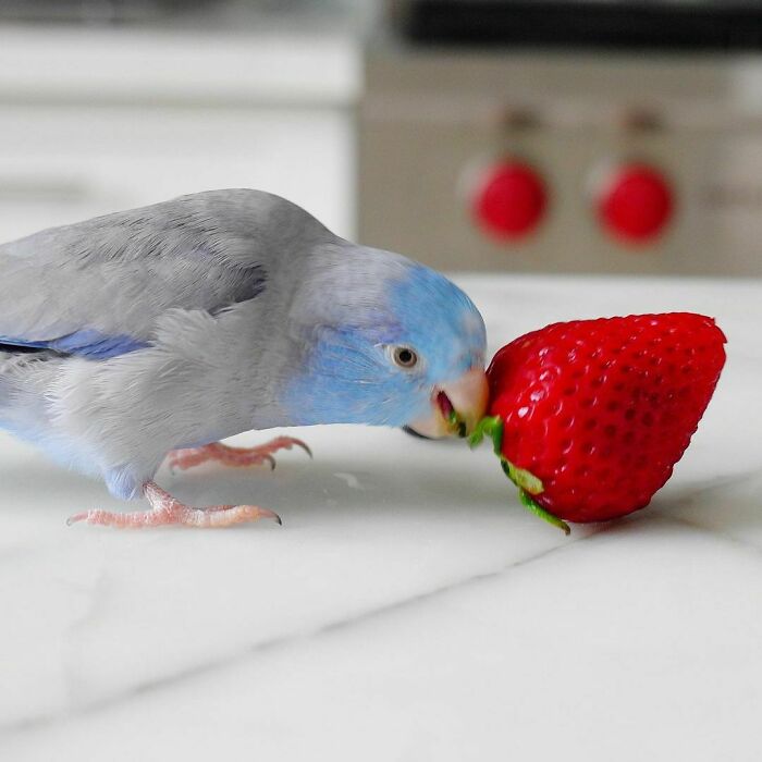 Who Else Just Picks Off The Tiny Seeds From Strawberries?