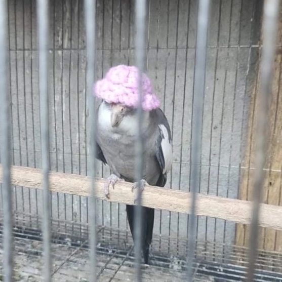 Birb With A Hat