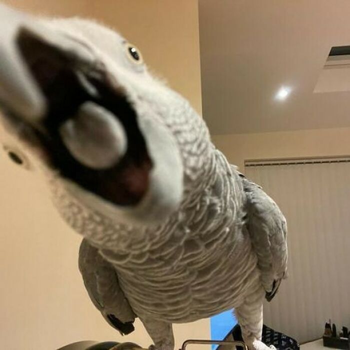 parrot wants to eat the camera