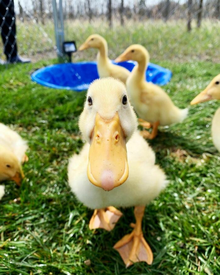 Our First Ever Experience With Ducks Was Our Beautiful Girl, Joe