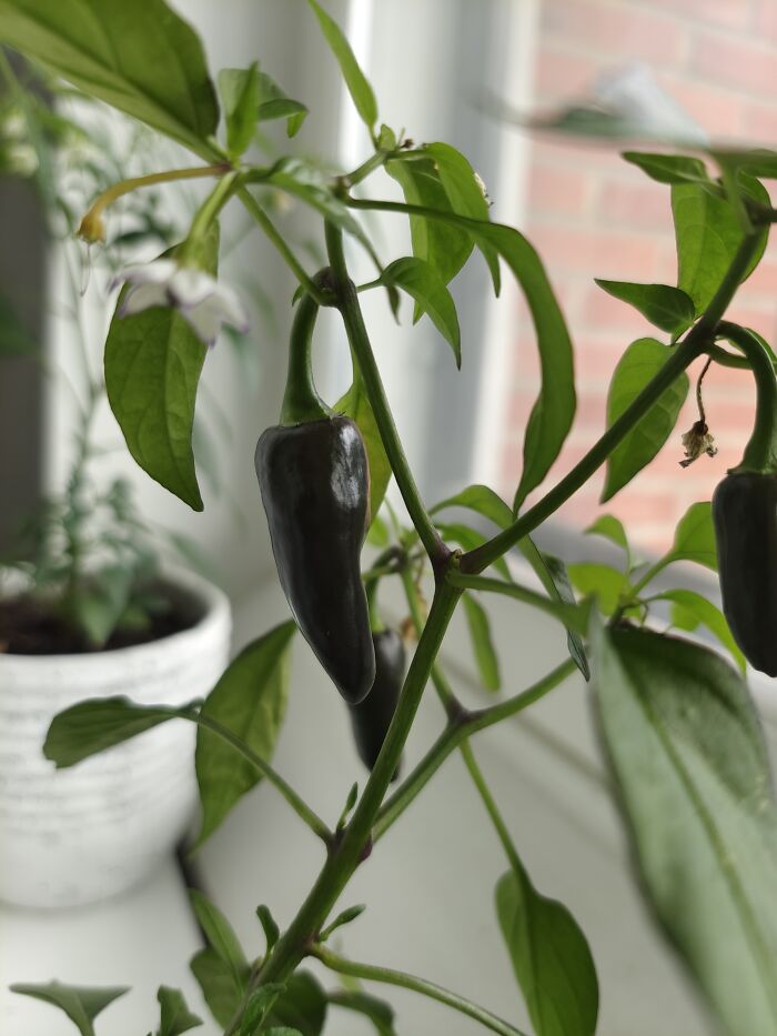 Bought A Chili Sapling On Discount That Was Said To Be A Chayenne. It's Not