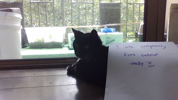 Cat-shaming-live-62cc96342ef99.jpg