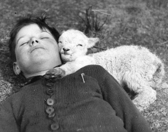 A Baby Lamb Snuggles Up To A Sleeping Boy, March 16, 1940