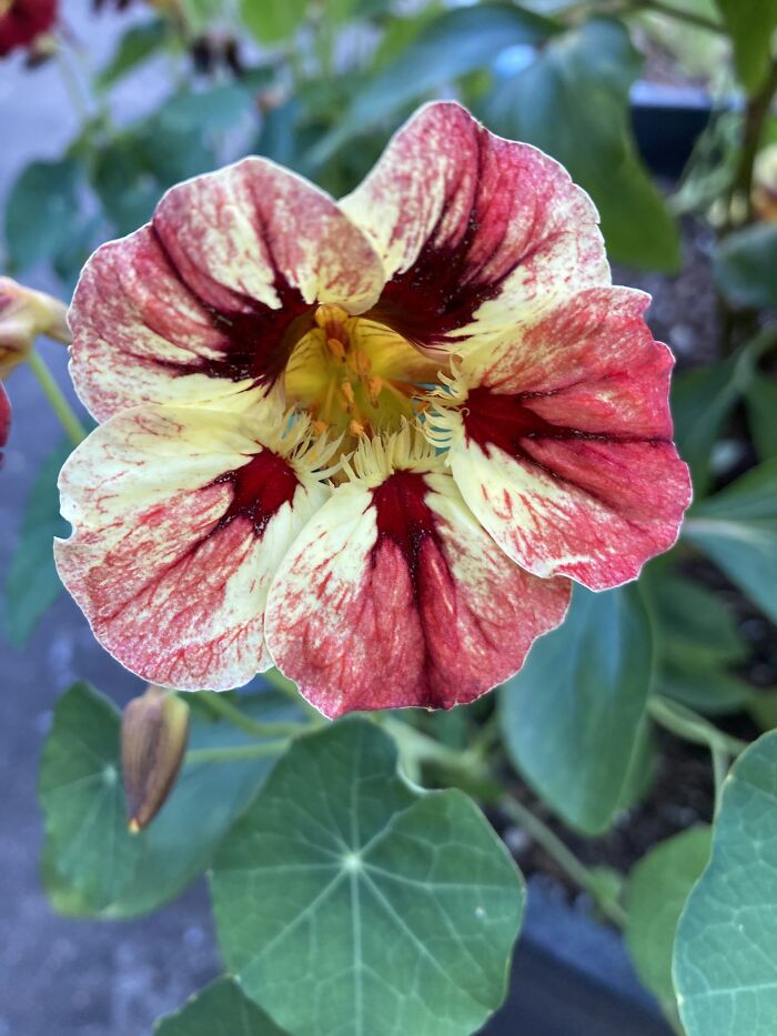 Nasturtiums Never Fail