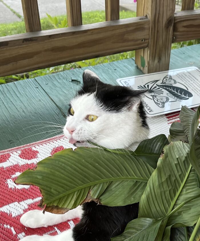My Goofy Cat Bootsy Trying To Chew On A Leaf.