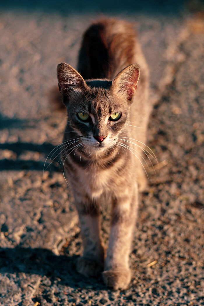 Stray Cats Of Limassol Part Two