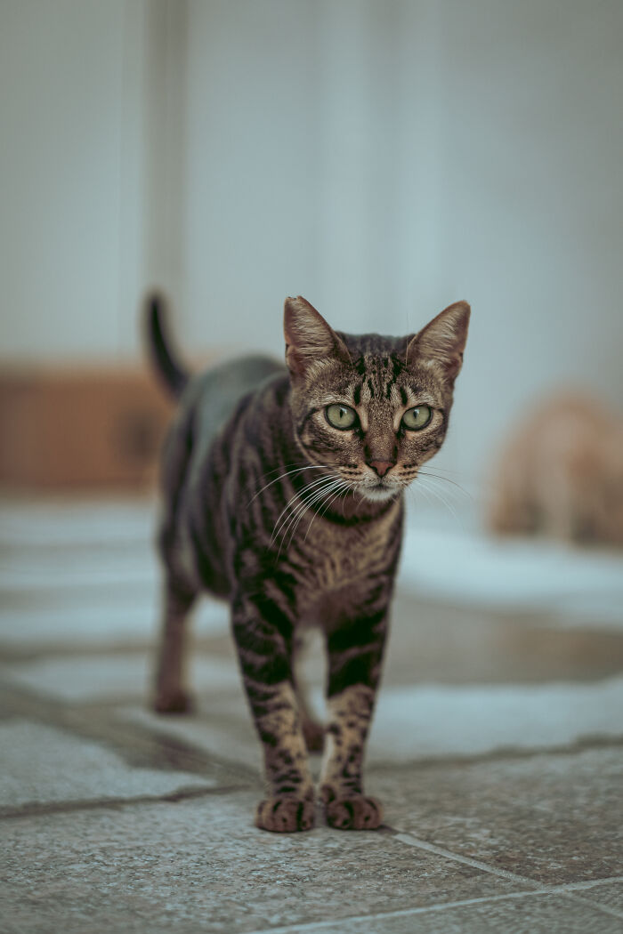 I Took Photos Of Stray Cats In Limassol, Cyprus (17 New Pics)