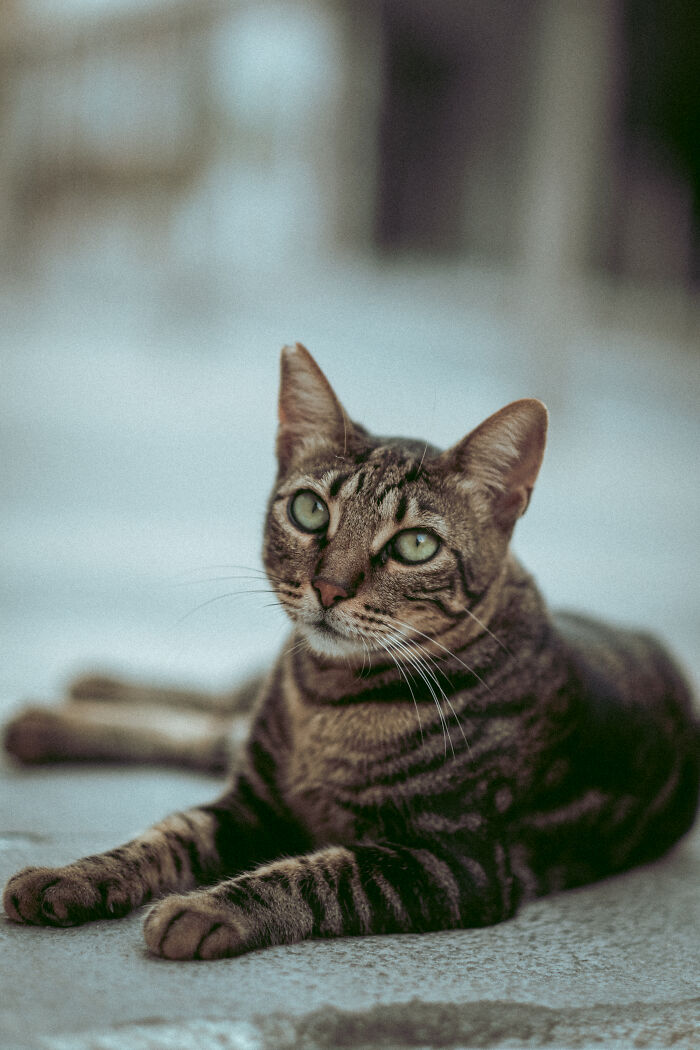 I Took Photos Of Stray Cats In Limassol, Cyprus (17 New Pics)