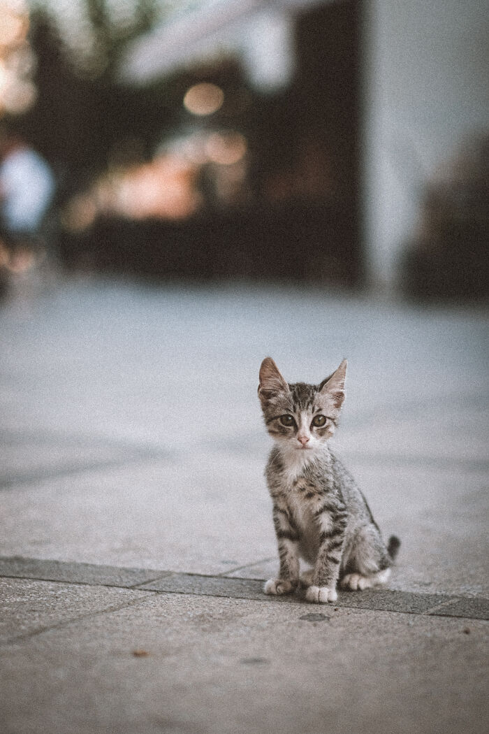 I Took Photos Of Stray Cats In Limassol, Cyprus (17 New Pics)