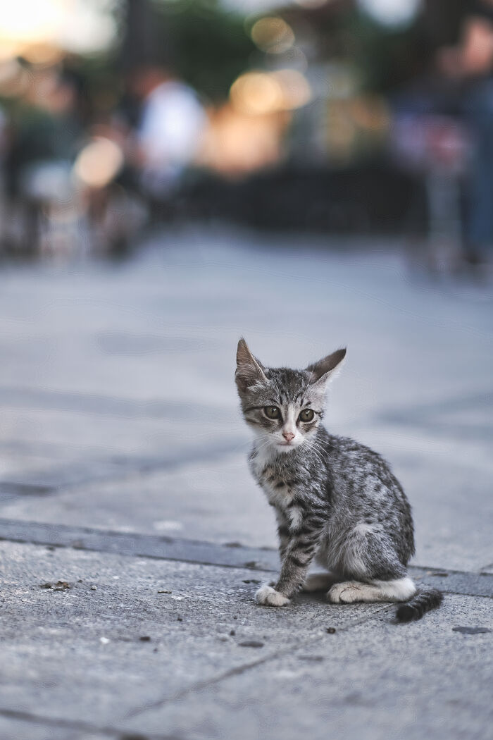 I Took Photos Of Stray Cats In Limassol, Cyprus (17 New Pics)