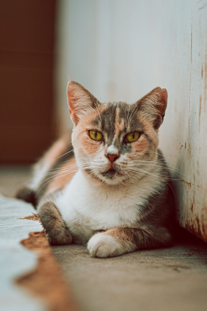I Took Photos Of Stray Cats In Limassol, Cyprus (17 New Pics)