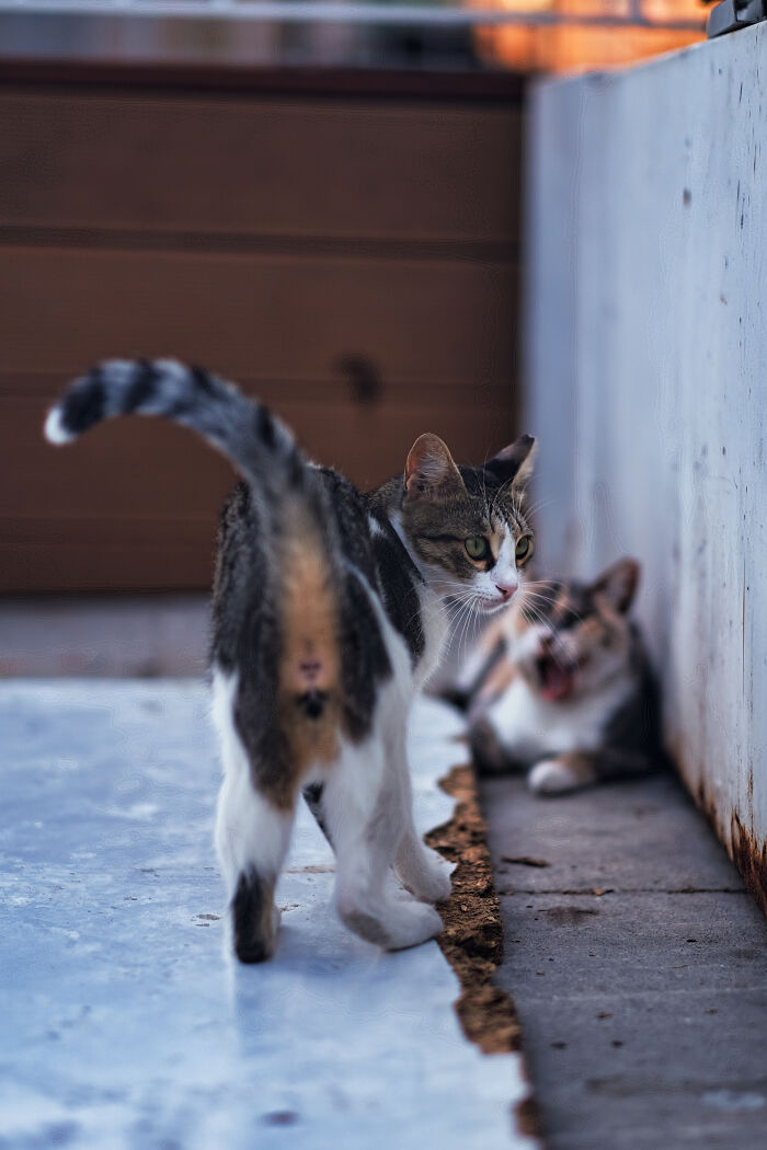 I Took Photos Of Stray Cats In Limassol, Cyprus (17 New Pics)