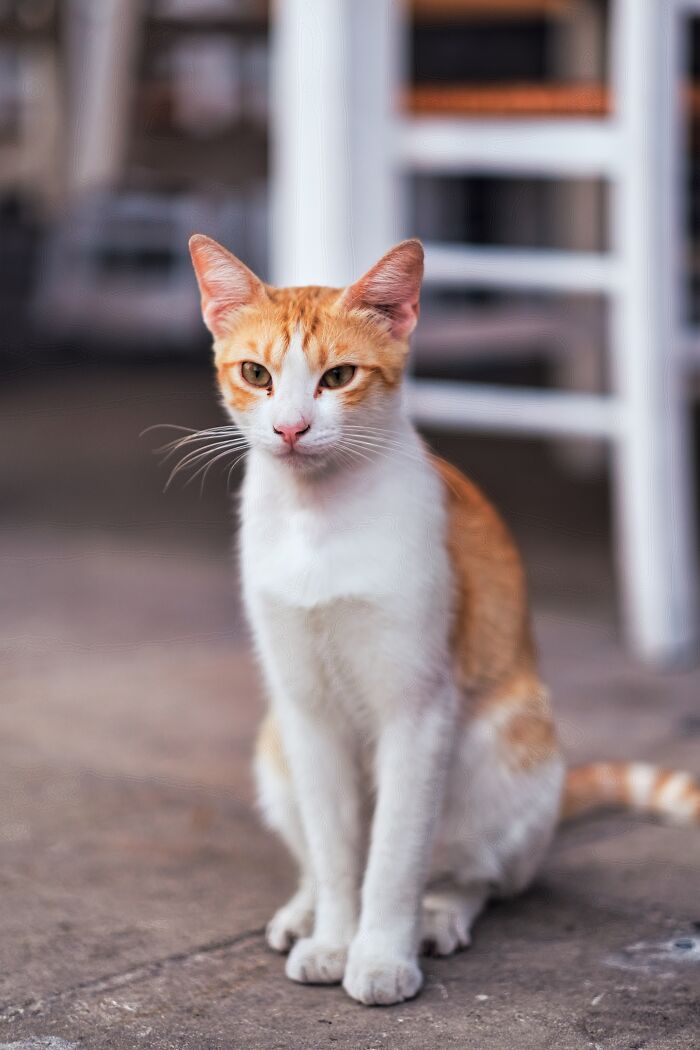 I Took Photos Of Stray Cats In Limassol, Cyprus (17 New Pics)