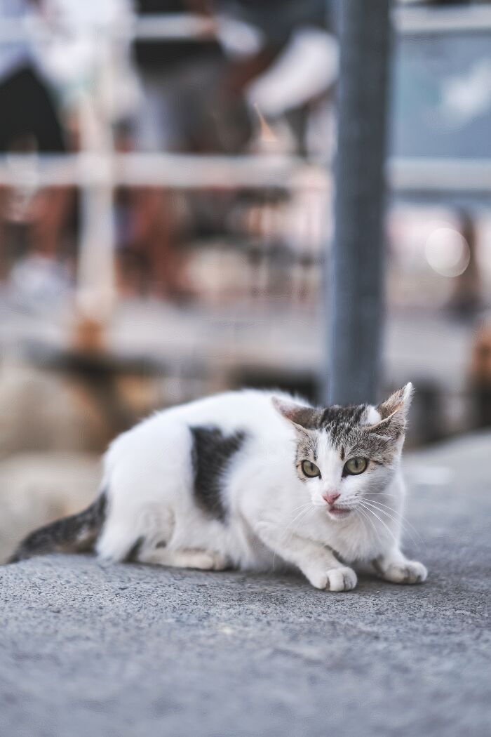 I Took Photos Of Stray Cats In Limassol, Cyprus (17 New Pics)