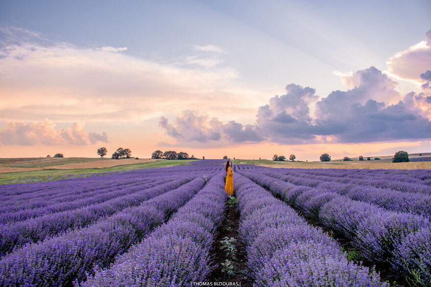 A Lavender Fairytale: 7 Photos By Me