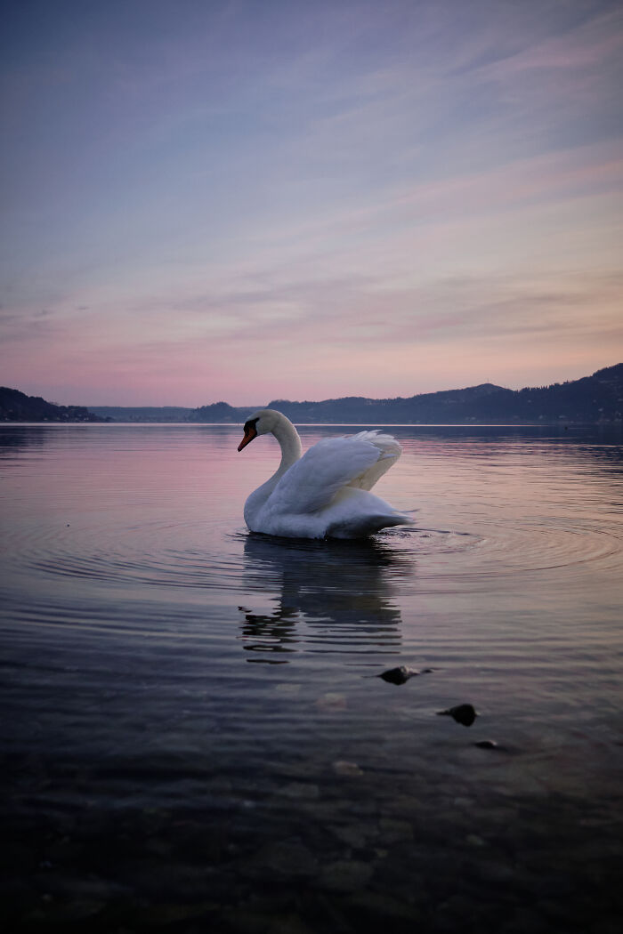 Sunset At Maggiore Lake - Italy (With A Kind Appearance Of The Swan 🦢 )