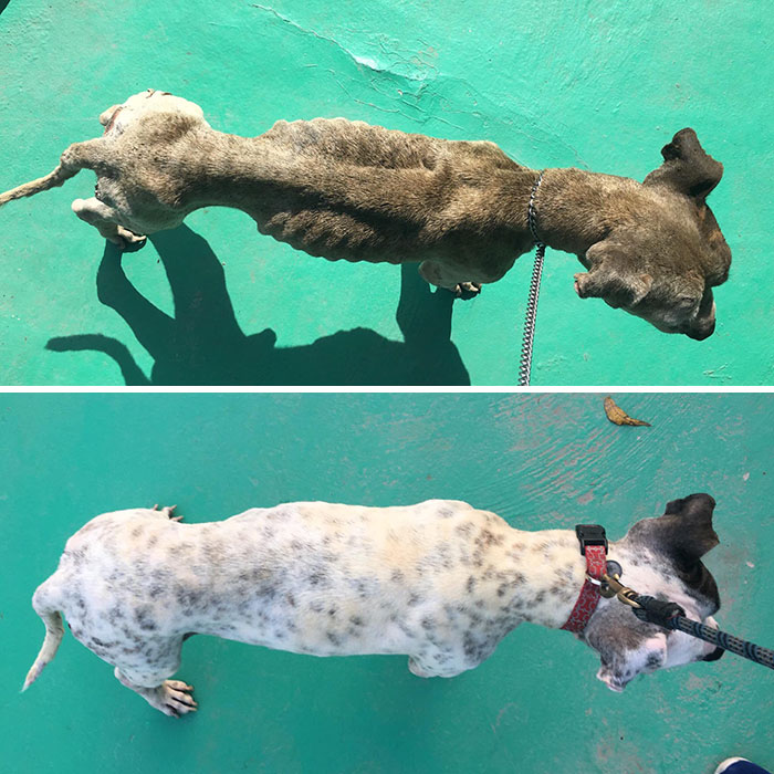 This Dog Was Found Extremely Malnourished, A Few Months Later He's Unrecognizable As He Recovers And Then Finds A Forever Home