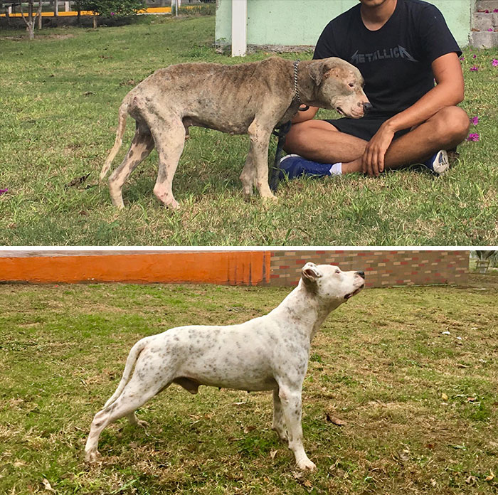 This Dog Was Found Extremely Malnourished, A Few Months Later He’s Unrecognizable As He Recovers And Then Finds A Forever Home