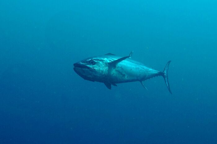 Some Species Of Tuna Are Going Extinct