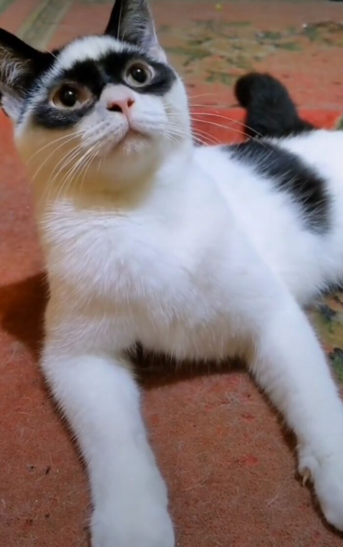 This Cat Became Popular On The Internet For Looking Like Zorro, Gets A Kitten Named Bandit That Looks Exactly Like Him This Cat Became Popular On The Internet For Looking Like Zorro, Gets A Kitten Named Bandit That Looks Exactly Like Him