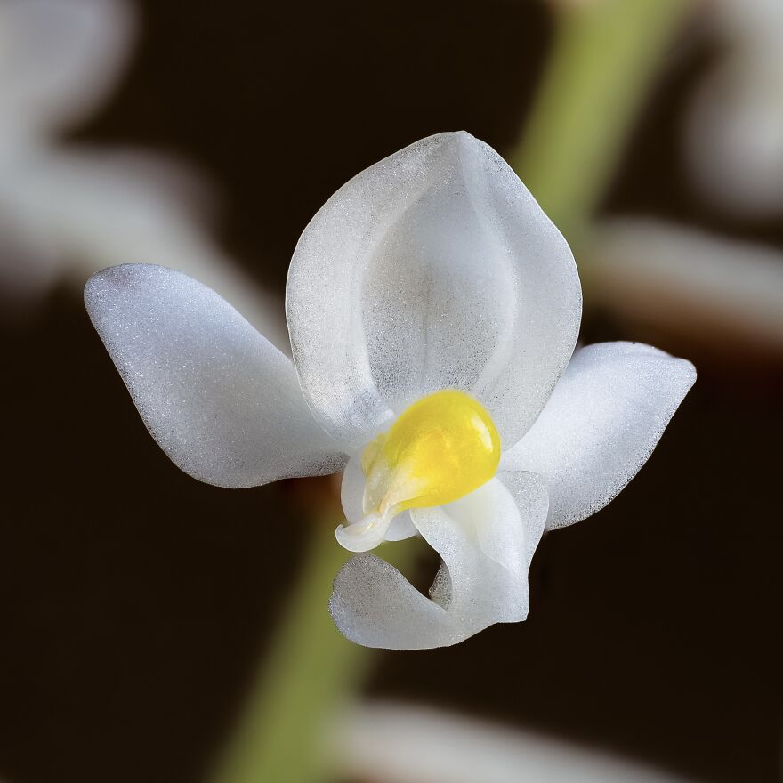 Jewel Orchid