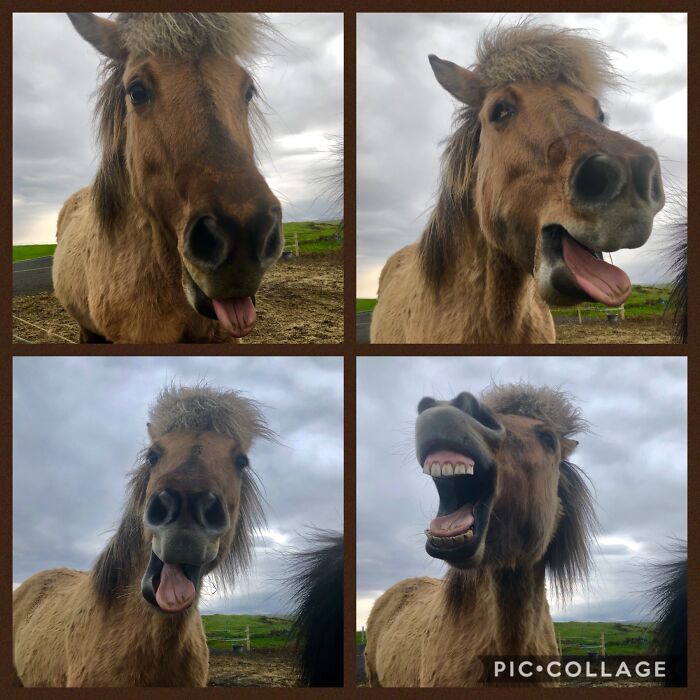 An Icelandic Horse Hamming It Up For The Camera.