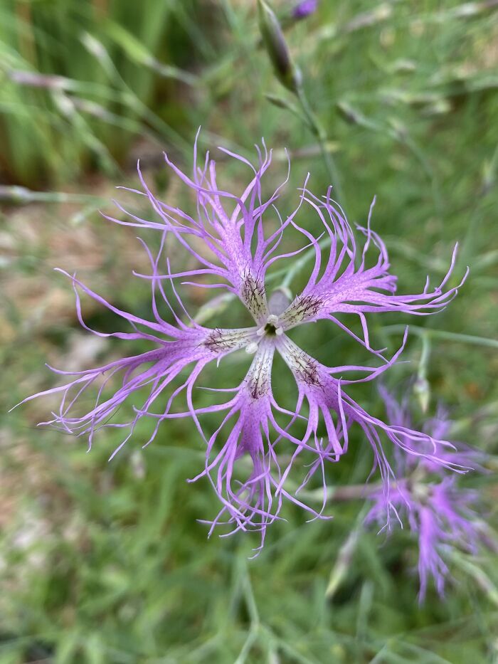 Lace Dianthus. Easy To See How It Got It’s Name