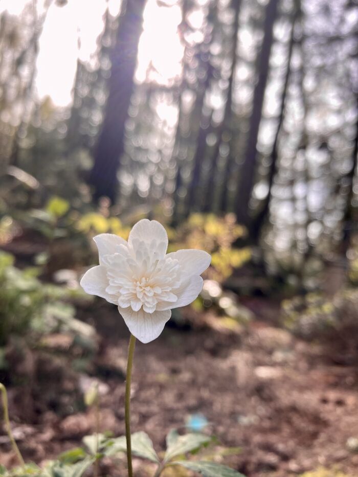 Anemone Nemerosa At Sunset