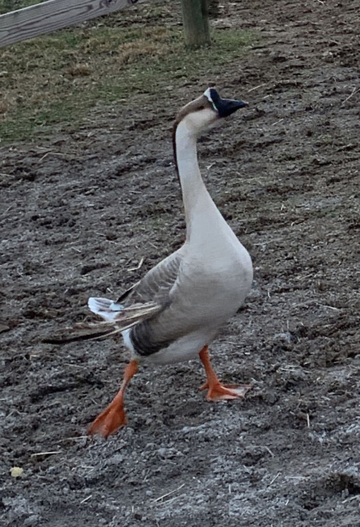 Ed Showing Off His Strut For His Boyfriends