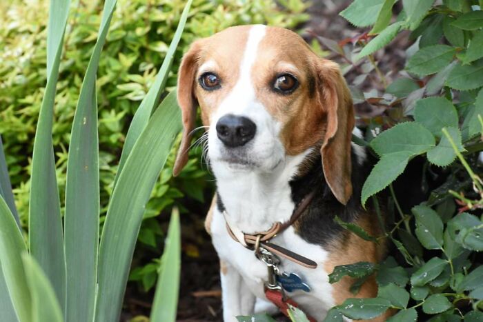 Abbey Helping In The Garden.