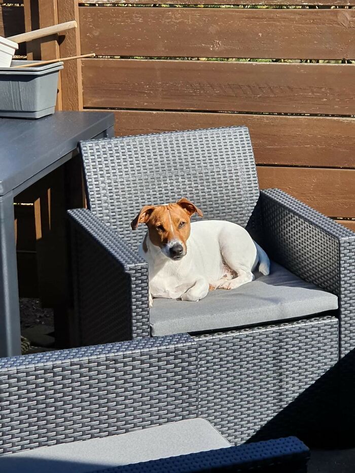 Simba Loves The New Furniture 😊