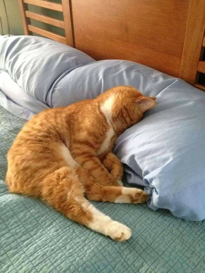 Weird Poses Of Sleeping Cats Ended Up On Facebook Group "Comicism" To Entertain Everyone (12 Pics)