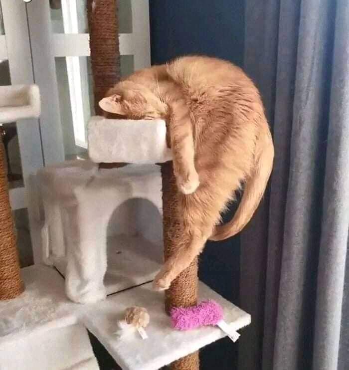 Weird Poses Of Sleeping Cats Ended Up On Facebook Group "Comicism" To Entertain Everyone (12 Pics)