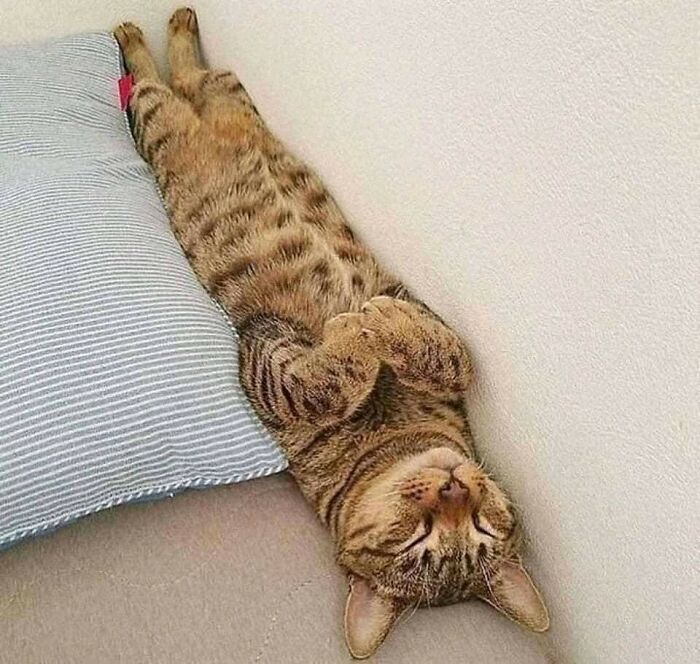 Weird Poses Of Sleeping Cats Ended Up On Facebook Group "Comicism" To Entertain Everyone (12 Pics)