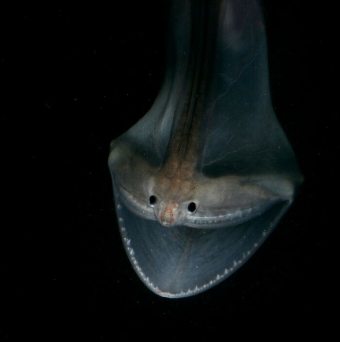Tragón, también conocido como anguila pelícano