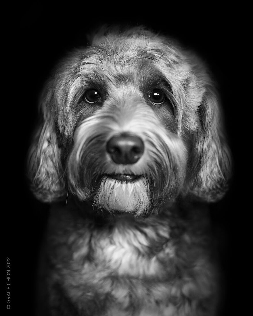 I Took Photos Of Dogs That Can Help You Slow Down, Breathe, And Feel Better. I Took Photos Of Dogs That Can Help You Slow Down, Breathe, And Feel Better.