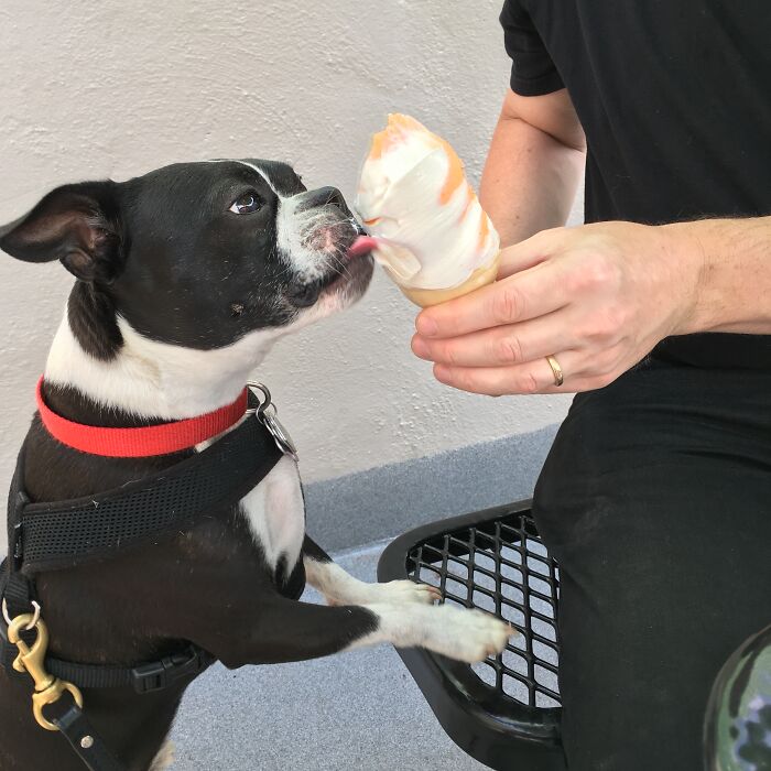 Henry Never Screams For Ice Cream. He Just Slurps Like A Gentleman